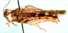 Acrotylus junodi Schulthess, 1899: female, lateral view. (Otu).