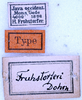 CollectionObject 1534641; bd7bdfaa-b834-422c-b01c-3a0af2992374: labels (holotype). (CollectionObject).