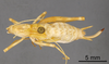 CollectionObject 1967348; e56c4af8-e986-4589-95eb-0338e709c221: Female, dorsal view (paratype). (CollectionObject).