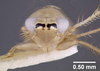 Head: !! display not done !! on Destria bisignata (Sanders & DeLong, 1923): (Observation).