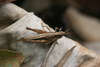 FieldOccurrence 175; 3487c1fb-f955-48d3-ac06-efc86bc6ff46; Tanzania
southern slopes Kilimanjaro, 2012/10/04: female. (FieldOccurrence).