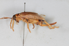 CollectionObject 1505573; d6cf464d-97e0-4b8e-81a9-007331000598: Female, lateral view (syntype). (CollectionObject).