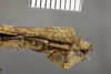 CollectionObject 1558889; 38332a44-9667-4685-b98e-7866f0574ab1: copyright NHMB Basle. male: end of abdomen, lateral view (holotype). (CollectionObject).