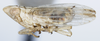 Habitus, lateral view: !! display not done !! on Obtusicranus bicarinus Bartlett, 2006: (Observation).