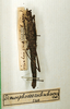 CollectionObject 1560116; 0f3cc2b5-f4a0-488b-9b75-b41591745527: copyright MNHN, Paris. female (holotype). (CollectionObject).