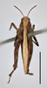 male (dorsal view), lectotype (scale bar 5 mm). Depicts CollectionObject 1948939; d4379d7d-8a5d-41f4-bcb4-2e53ab698cc3, a CollectionObject.