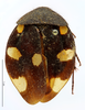 CollectionObject 1587493; MNHN(SF IMPORT DUPLICATE) MNHN-EP-EP761, d102bfbe-a8c2-485f-9c01-4e814300ed1f: CC BY-NC-ND 4.0/MNHN - Depraetere Marion - 2014. Paratype, male, of regularis Grandcolas, 1993. Specimen number: MNHN-EP-EP761. http://coldb.mnhn.fr/catalognumber/mnhn/ep/ep761. (CollectionObject).