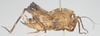 CollectionObject 1533863; 28d15f56-b9b8-4d2f-8770-ab6aa7d46628: female, lateral view (holotype). (CollectionObject).