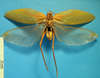 CollectionObject 1538335; DORSA ATmiclanS01, 391e663d-acfd-4591-8294-d6c74f3f342f: female, dorsal view (syntype?). (CollectionObject).