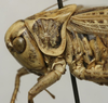 CollectionObject 1536009; 62099709-3525-4cbf-ba77-ea6b8b465b2d: female pronotum, lateral view (syntype). (CollectionObject).