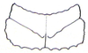 Lathicerus cimex Saussure, 1888: Fig. 17. male pronotum. (Otu).