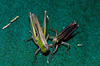CollectionObject 1497841; 017740cf-c266-4ce1-a5e5-6fa1d6421f16: (CollectionObject).;CollectionObject 1497842; cee1df08-0b60-4a16-b5a9-46b4ca9e3b61: (CollectionObject).