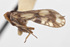 Habitus, lateral view: !! display not done !! on Bothriocera dampfi Caldwell, 1943: (Observation).