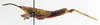 CollectionObject 1501792; dc7087f1-756f-412d-975a-ade6dc92c8ea: male, lateral view (allotype). (CollectionObject).