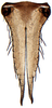 Subgenital plate: !! display not done !! on Tetartostylini Wagner, 1951: Tetartostylus n.sp., subgenital plates and valve, ventrally (INHS). (Observation).