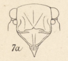 Head: !! display not done !! on Matacosa miscella (Distant, 1887): (Observation).