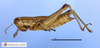 CollectionObject 1566279; 2a8b706a-824f-4aa8-bdf0-ca7f6e742fba: female, lateral view (paratype). (CollectionObject).
