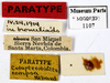 CollectionObject 1587192; MNHN(SF IMPORT DUPLICATE) MNHN-EP-EP1107, e9c1dd72-5846-4347-8461-a9a1af433f21: CC BY-NC-ND 4.0/MNHN - Depraetere Marion - 2014. Paratype, female, of compsa Hebard, 1919. Specimen number: MNHN-EP-EP1107. http://coldb.mnhn.fr/catalognumber/mnhn/ep/ep1107. (CollectionObject).