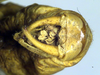 CollectionObject 1500248; 7365f392-aacf-4669-b0d1-024d772d7d36, DORSA BTararetS01: male cerci (syntype). (CollectionObject).