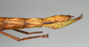CollectionObject 1563756; 83cbfd78-fadb-461b-9fc7-5597cde468ca: copyright MIZ. female: end of abdomen, lateral view (paratype). (CollectionObject).