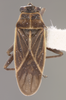 CollectionObject 1952946; 080aebf5-6b02-4f0a-a967-537041f5df8a: Ochrimnus rabidus HOLOTYPE (NMNH) - (CC BY-NC 3.0) - Photo by Pablo M. Dellapé with permission from the National Museum of Natural History (NMNH), Smithsonian Institution, Washington, D.C. (CollectionObject).