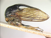 Dacaratha Distant, 1916: _Dacaratha hyalina_. (Otu).