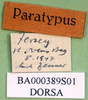 CollectionObject 1502019; b27c3955-032c-49e5-a75f-8818b8ee4d86: labels (paratype). (CollectionObject).