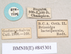CollectionObject 1563897; f705f437-bad1-41fd-acc8-863f03dff2e0: copyright Natural History Museum, London. male, data labels (paralectotype). (CollectionObject).;CollectionObject 1563898; 1d1172e3-5c6c-4e2e-80eb-12dffc110707: copyright Natural History Museum, London. male, data labels (paralectotype). (CollectionObject).