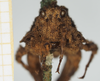 CollectionObject 1517873; a6edab09-c0dd-4912-990d-04d9642e1c12, NHMUK010362930: female, frontal view (syntype). (CollectionObject).