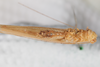 CollectionObject 1505829; 304351ea-b7ac-458b-80bb-ac4c68c7906f: Male, ventral view (syntype). (CollectionObject).