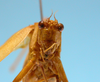 CollectionObject 1542968; f52c993f-62f9-48b3-8ff6-2b0cfae54358: male, face frontal view (paratype). (CollectionObject).