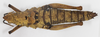 CollectionObject 1523771; 5e6b8022-9476-4162-93b7-5ac9777c15d6: female, dorsal view (holotype of Parapetasia calabarica). (CollectionObject).