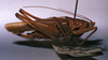 CollectionObject 1516158; cc852a97-aca2-43fc-885d-37e18257bca5: female, lateral view (holotype). (CollectionObject).