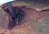 CollectionObject 1517251; a812a9fa-7589-49b6-8b18-6a006a5b2d05: male, stridulatory area (holotype). (CollectionObject).