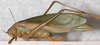 CollectionObject 1532288; NMW 7816 b, 64e9a426-ea82-4f5d-9ec4-bc3bdb8511ab: female, lateral view (holotype). (CollectionObject).