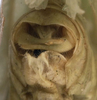 CollectionObject 1520827; 55bd3df0-da3d-41f2-a605-a1b2e3e5432e: male cerci (paratype). (CollectionObject).