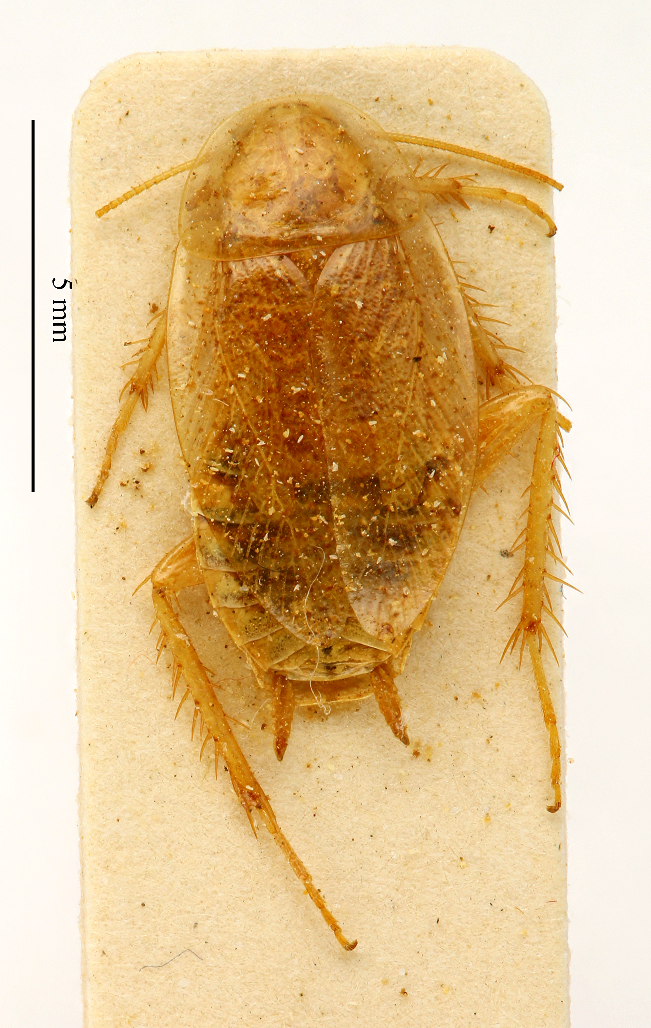 CC BY-NC-ND 4.0/MNHN - Depraetere Marion - 2014. Syntype, female. Specimen number: MNHN-EP-EP1868. http://coldb.mnhn.fr/catalognumber/mnhn/ep/ep1868. Depicts CollectionObject 1587898; MNHN(SF IMPORT DUPLICATE) MNHN-EP-EP1868, 07c63d1a-59c4-4166-9c82-bbc173b27086, a CollectionObject.