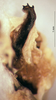 CollectionObject 1572390; b3fdd5c0-f3dd-46ce-a754-c4845686ae57: male titillators. (CollectionObject).