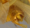 CollectionObject 1504237; b4038932-2a68-4178-b446-ac40679b5e21: male cerci (holotype). (CollectionObject).