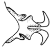 Leiotettix politus Rehn, 1913: Fig. 49. distal portion of phallic complex, dorsal view. (Otu).