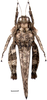 Gorochovitettix kannackiensis Storozhenko & Pushkar, 2015: Fig. 13 (reproduced with permission). male, dorsal view. (Otu).