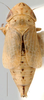 Habitus, dorsal view on Arahura Knight, 1975: Arahura reticulata, female, dorsally (BMNH). (Observation).