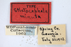 Other: !! display not done !! on Stictolobus minutus (Funkhouser, 1915): (Observation).