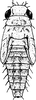 Nymph: (Observation).