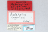 CollectionObject 2712894; CNCI 311931, 3a6b8af5-5353-4138-bab1-79a15bf27d1d: Astehelius crypticus. Astehelius crypticus Label (Holotype). (CollectionObject).
