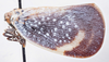 Habitus, lateral view on Bythopsyrna tineoides (Olivier, 1792): (Observation).