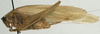 CollectionObject 1526964; 9c0914d1-eae9-4a9b-a710-43e79edef078: female, lateral view (holotype). (CollectionObject).