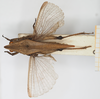 CollectionObject 1517851; 9a009760-4dc4-4f9d-9aab-95e03e677ba5, NHMUK010924562: male, dorsal view (holotype of Tettix cucullifera). (CollectionObject).