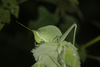 FieldOccurrence 3702; 3319cd3a-5c0f-4c42-bfab-36668e79120d; Brazil: Mato Grosso do Sul
Passo do Lontra, 2015/12/11: nymph. (FieldOccurrence).