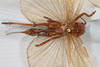 CollectionObject 1505578; 69c03974-eb45-4734-a573-8b8bffe47d8b: Female, ventral view (holotype). (CollectionObject).